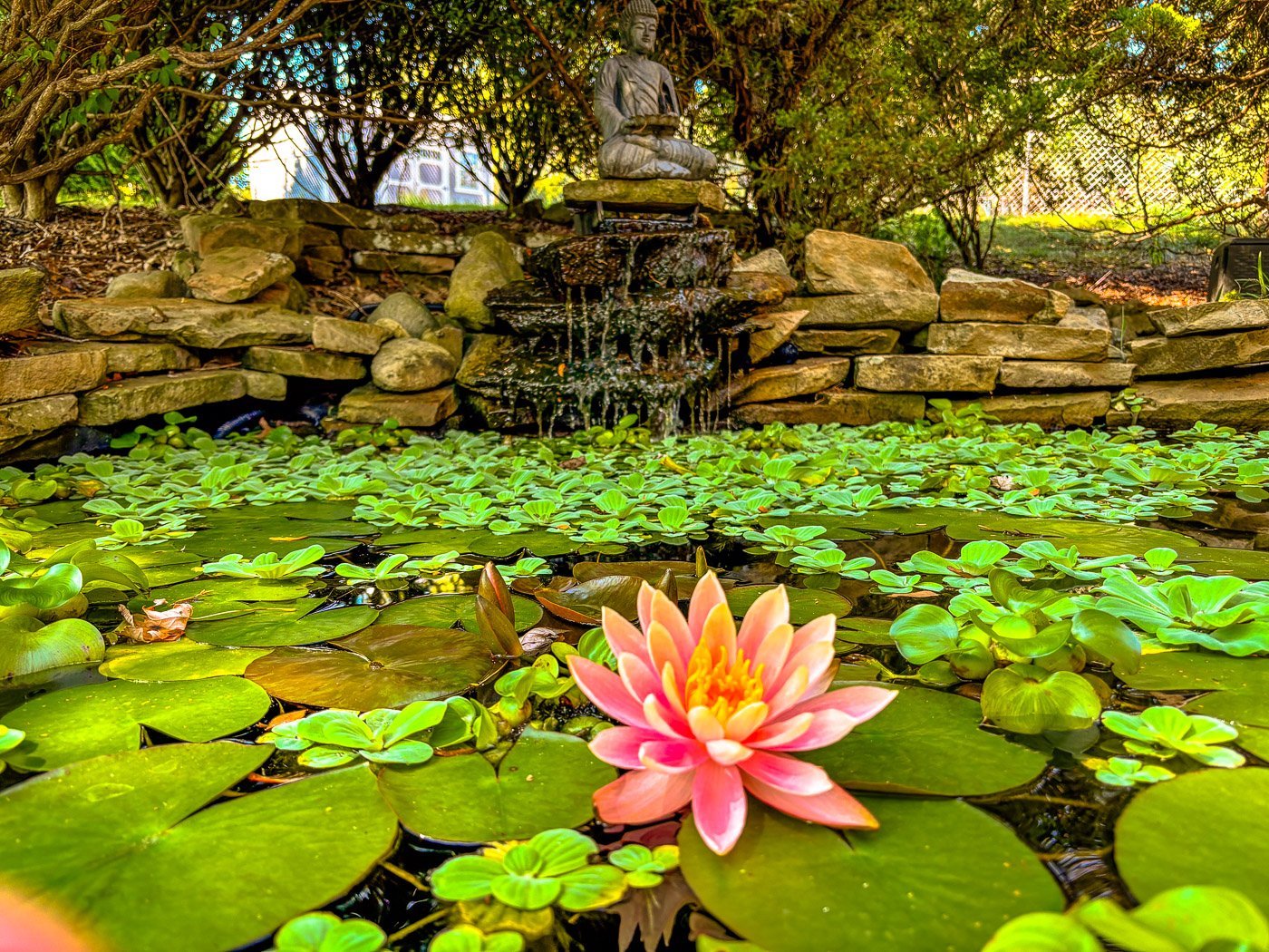 Image of my fish pond. 