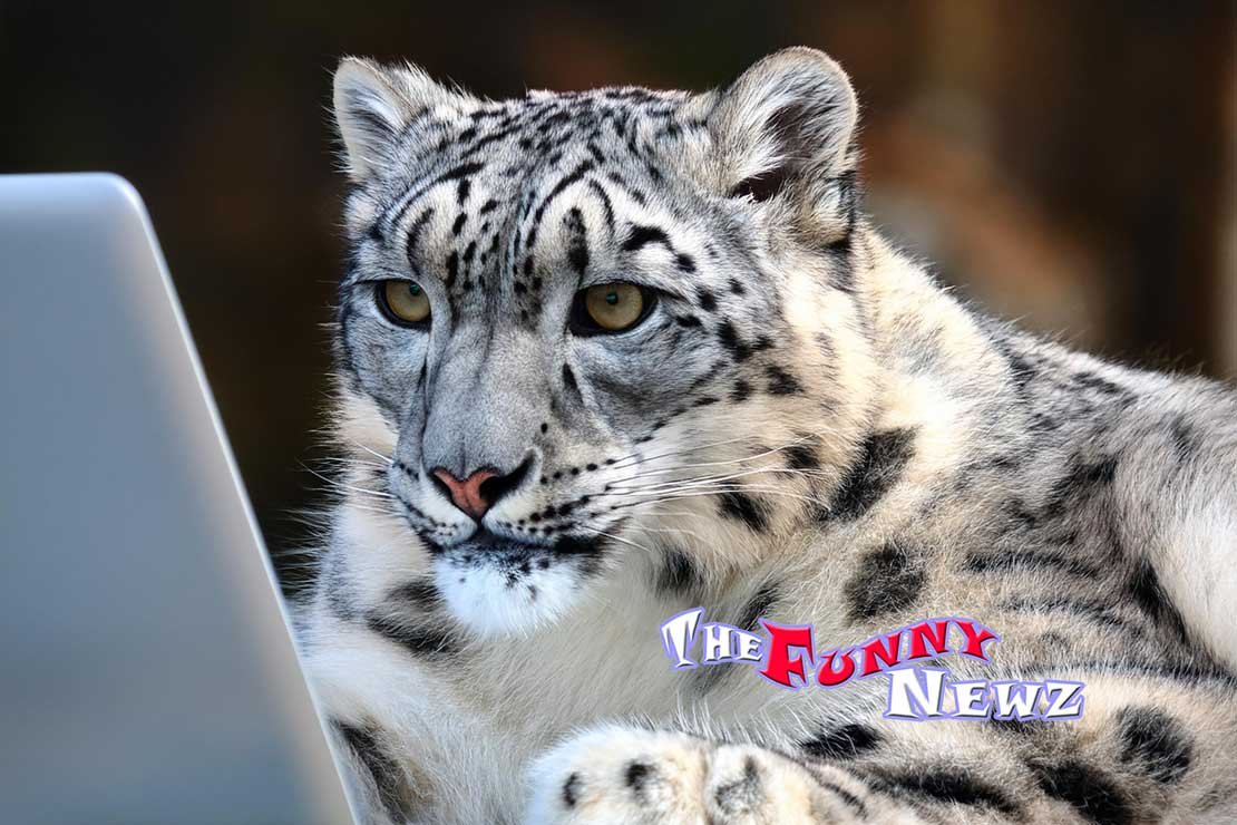 Love Paws: A Snow Leopard For Dating.